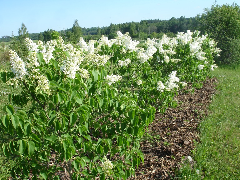 "Mazais Princis"  Syringa vulgaris